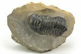 Detailed Crotalocephalina Trilobite - Atchana, Morocco #222435-1